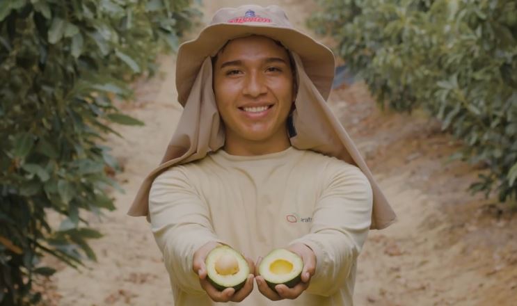 Cultivando sostenibilidad en la cadena de la palta