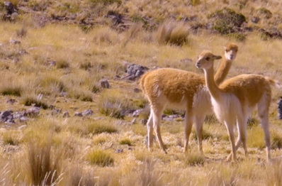 BBC destaca el rescate de la vicuña y el aprovechamiento sostenible de su fibra