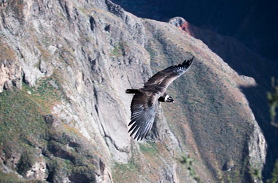 El cañón del Colca dentro de los 100 mejores destinos sostenibles del mundo